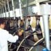 Lechería: el campo resiste la reducción del precio a la producción