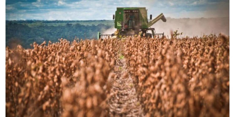 Reducción impositiva para el campo: Granos con menos retenciones.
