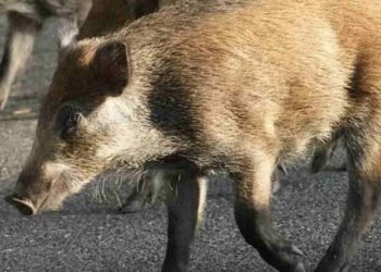 Bloqueo oficial a la entrada de lomo por la PPA.