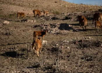 Crisis en el campo neuquino: Declaran el desastre.