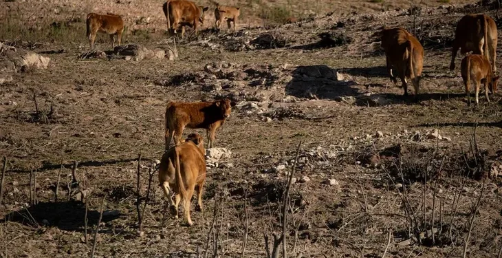 Crisis en el campo neuquino: Declaran el desastre.