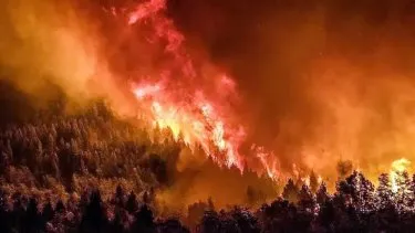 Torres: Urge una ley con penas más duras por provocar incendios.