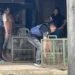 Trágico ataque de un pitbull en Córdoba cobrós la vida de un niño de 3 años