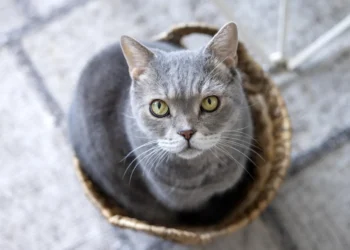 Manuel Manzano, veterinario: “Cuando un gato se acerca y frota su cabeza contra vos, no te está pidiendo caricias intensas”