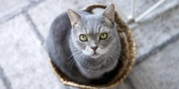 Manuel Manzano, veterinario: “Cuando un gato se acerca y frota su cabeza contra vos, no te está pidiendo caricias intensas”