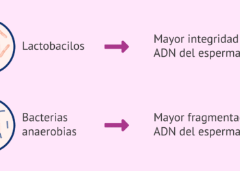 El impacto del microbioma en la fertilidad masculina: un nuevo enfoque en la salud reproductiva
