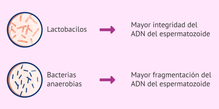 El impacto del microbioma en la fertilidad masculina: un nuevo enfoque en la salud reproductiva