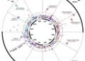 Investigación revela vínculo entre el orden de nacimiento y el riesgo de enfermedades
