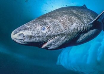 El tiburón de Groenlandia: un depredador de más de 400 años de vida que se reproduce a los 150