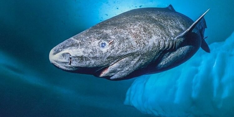 El tiburón de Groenlandia: un depredador de más de 400 años de vida que se reproduce a los 150