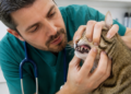 Consejos de un veterinario para mejorar la salud de los gatos