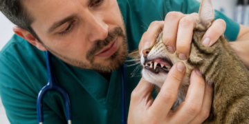 Consejos de un veterinario para mejorar la salud de los gatos
