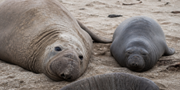 Un joven elefante marino se sumó a Alfredito y su madre en una playa de Mar del Plata
